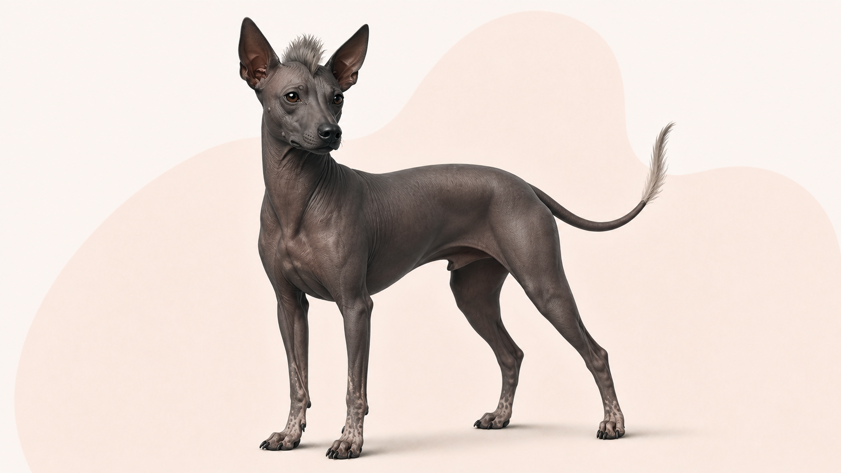 Perro sin pelo del perú